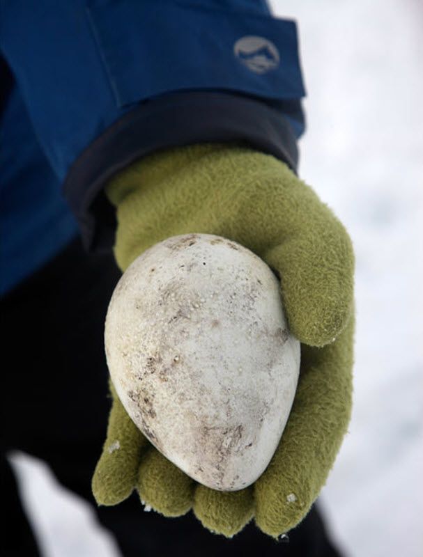 Брошенное яйцо императорского пингвина. (PAL HERMANSEN / STEVEBLOOM.COM / BARCROFT MEDIA)