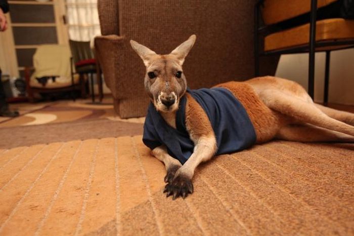 Домашний кенгуру почти что стал человеком (28 фото)