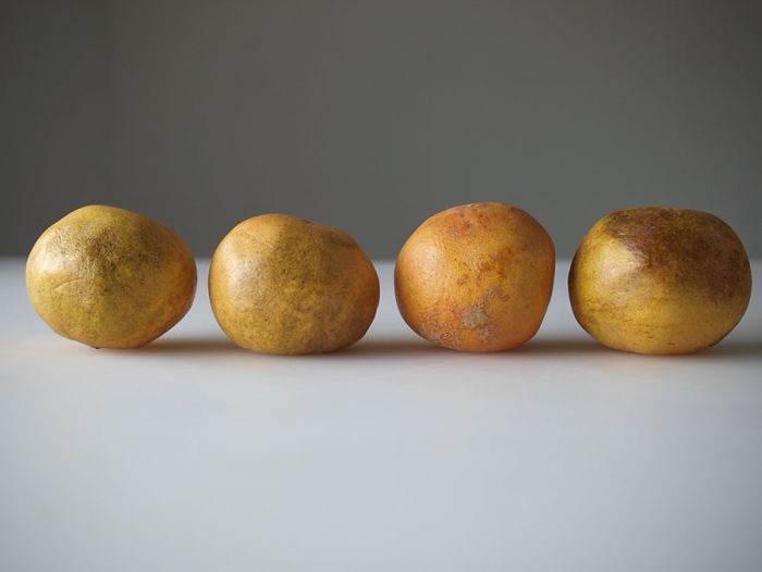 4 обычных грейпфрута из магазина “Supersave”. (Jonathatn Blaustein/Zane Bennett Contemporary Art)