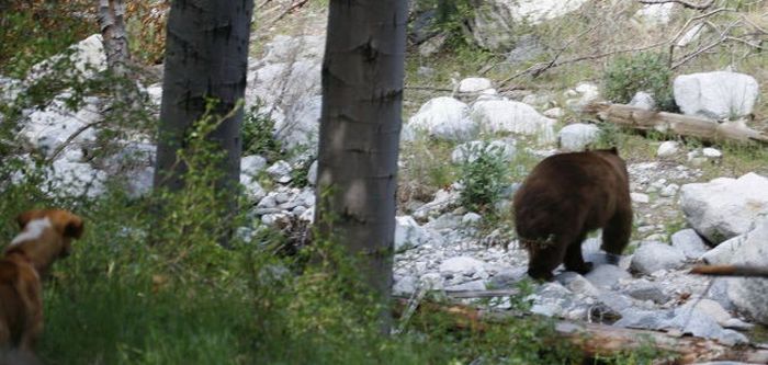 Внезапно пришел медведь (6 фото)