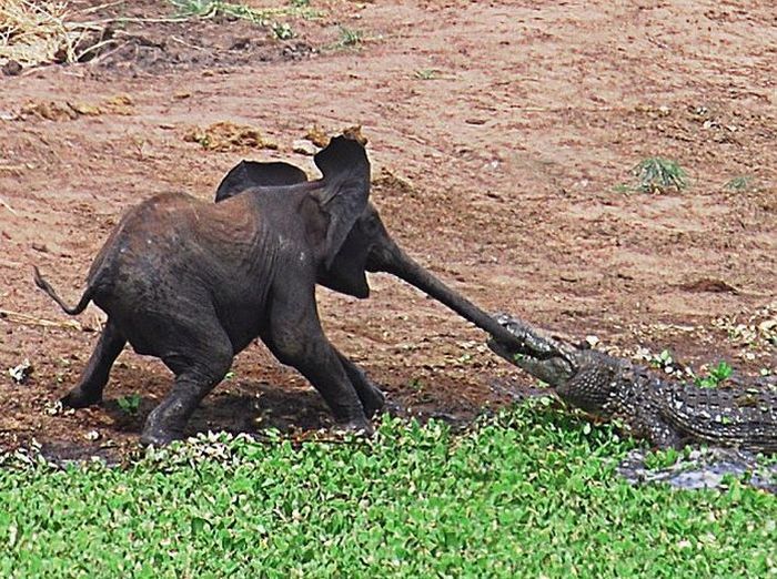 Любопытный слоненок попал в беду (5 фото)