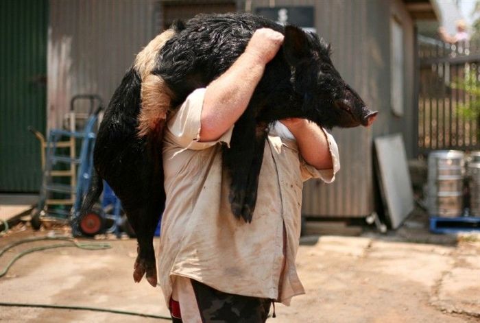 Массовая охота на диких свиней в Австралии (9 фото)