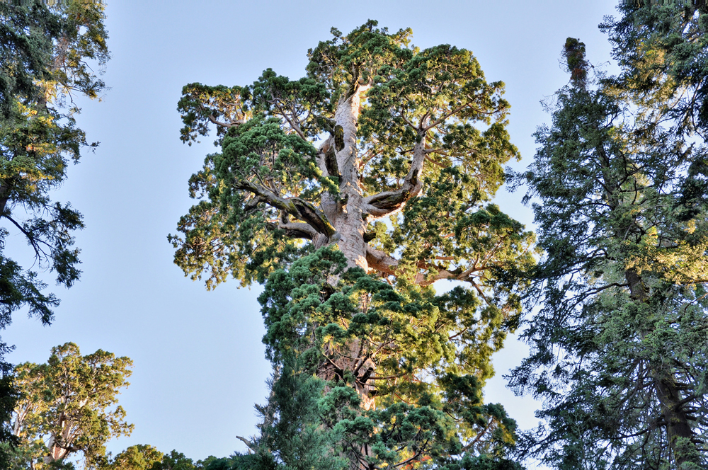 Секвойя. Дерево — гигант (21 фото)