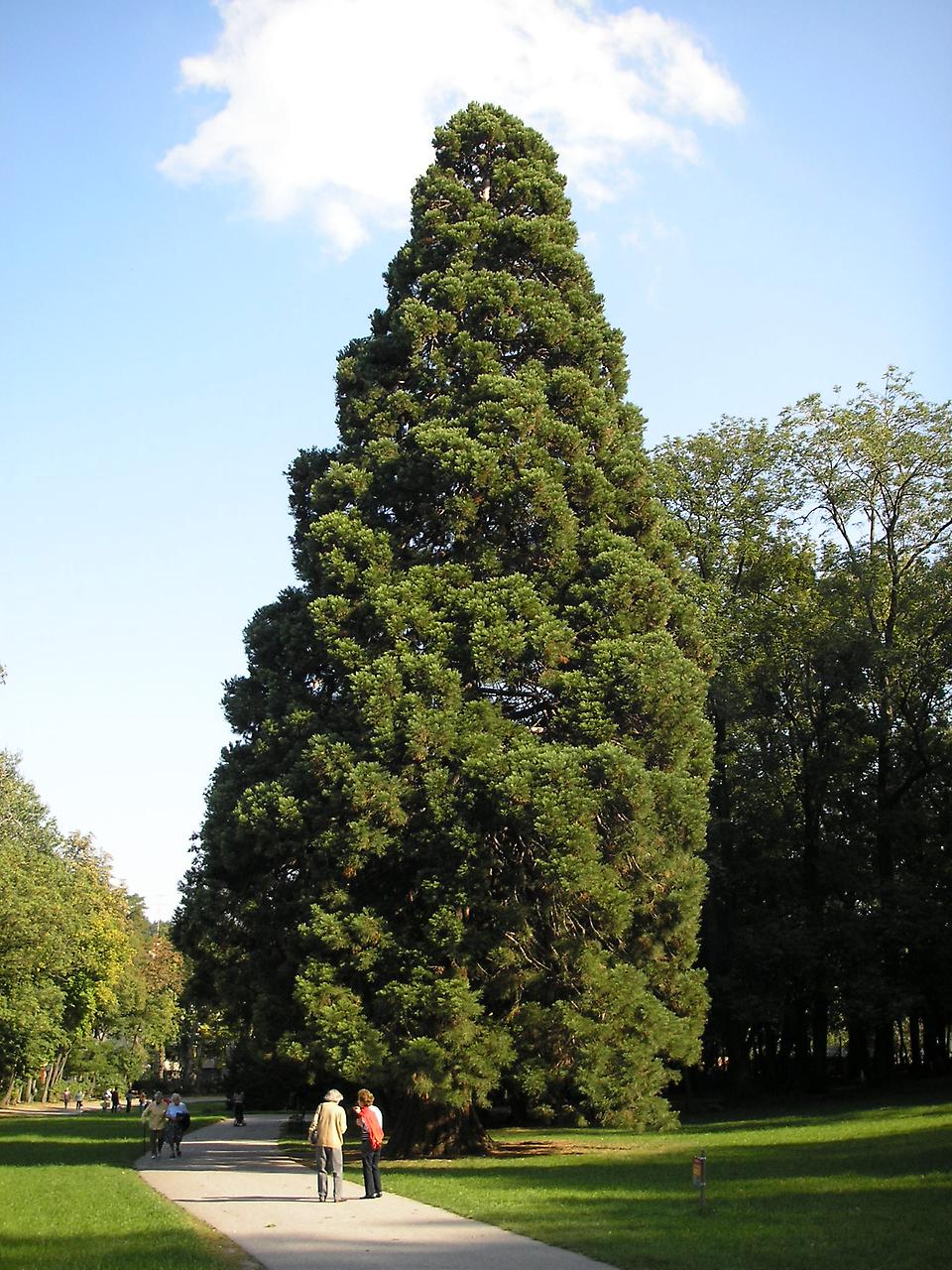 Секвойя. Дерево — гигант (21 фото)