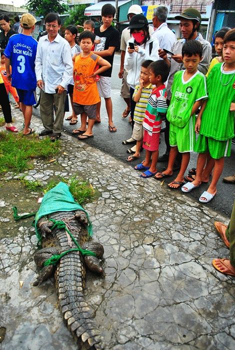 Массовый побег крокодилов (20 фото)