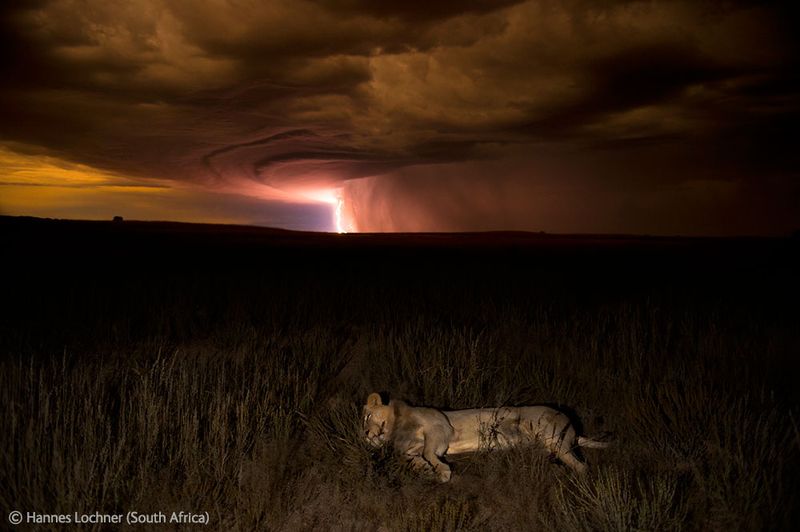 Победители Wildlife Photographer of the Year 2012 (39 фото)