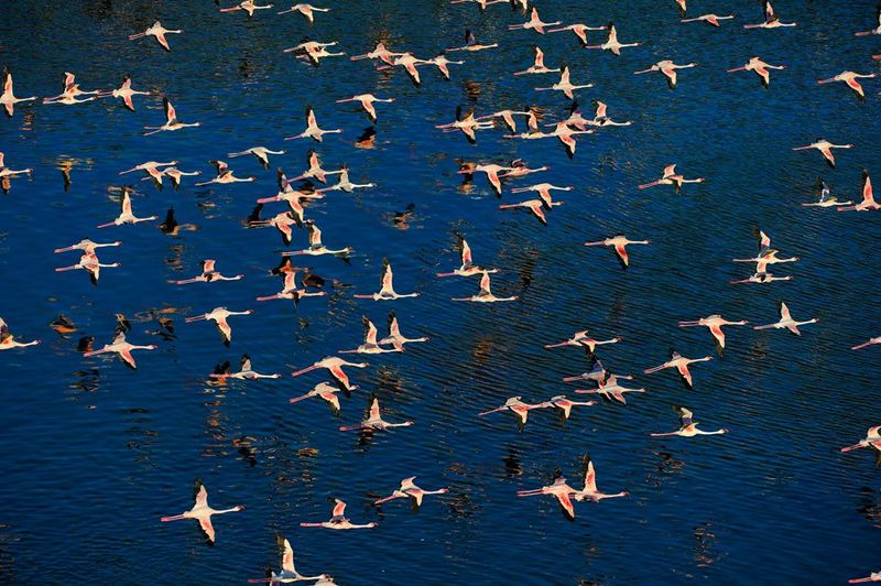 Озеро миллиона розовых фламинго (28 фото)