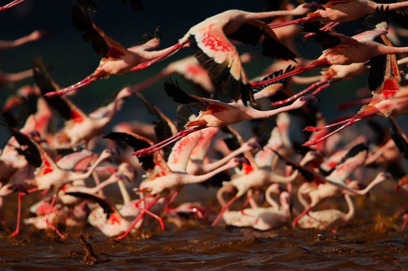 Озеро миллиона розовых фламинго (28 фото)