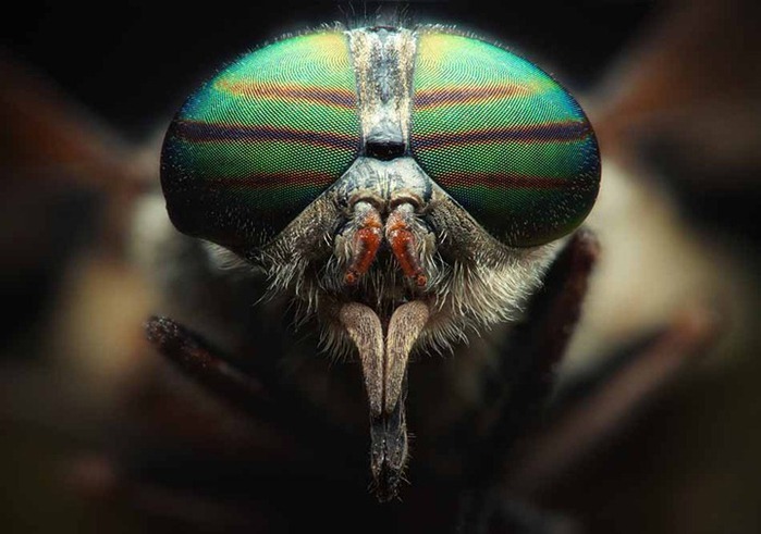 Симпатяшки (макросъемка насекомых) (26 фото)