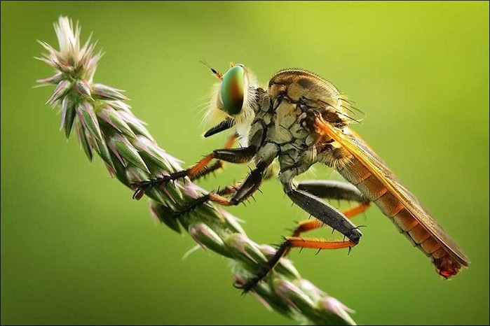 Симпатяшки (макросъемка насекомых) (26 фото)