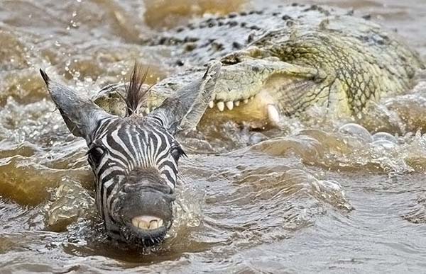 И тут, на радость фотографу Энди Раузу, который хоть и радовался за гну, но огорчался за невыразительный репортаж, в воду бросилось стадо зёбер. Зебры хотели переплыть водоем. А тут ненаевшийся гнусятины крокодил.