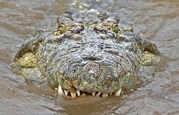 Так выглядит голодненький крокодильчик 20 футов длиной, который осознает все упущенные шансы.