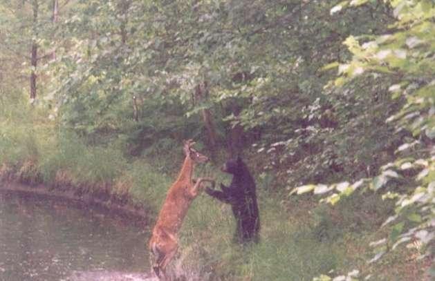 Неравная схватка между оленем и медведем.  (4 фото)