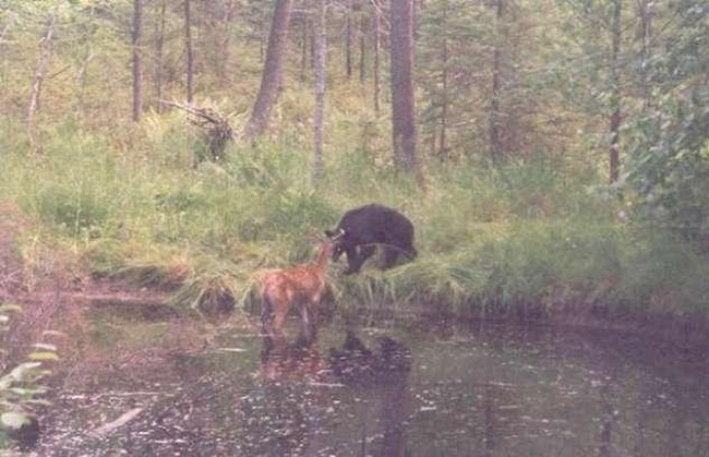 Неравная схватка между оленем и медведем.  (4 фото)