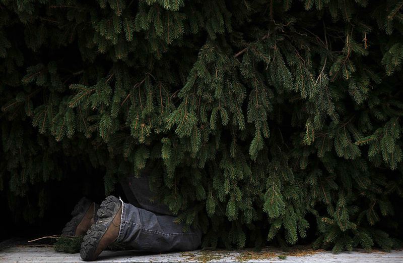 Работник во время подготовки рождественской елки в Центре Рокфеллера в Нью-Йорке. В этом году установлено дерево весом свыше 10 тонн и высотой в 23 метра. Огни на елке будут зажжены 2 декабря.
