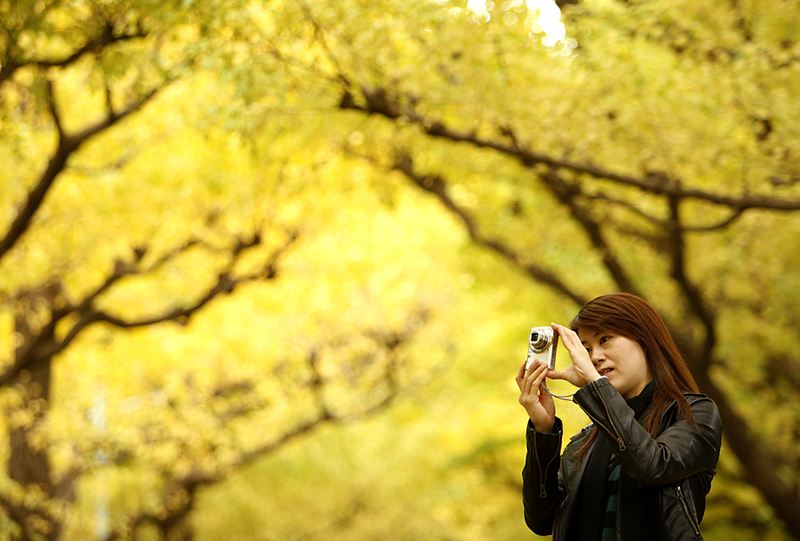 Женщина фотографирует, как падают листья с дерева гинкго билоба в Токио
