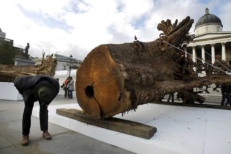 Обрубки деревьев выставлены в Лондоне на Трафальгарской площади в рамках проекта 