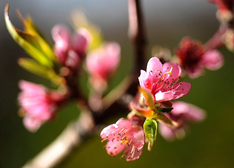Персиковый цвет в садах Эла Фармз 28 апреля. Каждый из этих цветочков в будущем превратится в бархатистый фрукт.