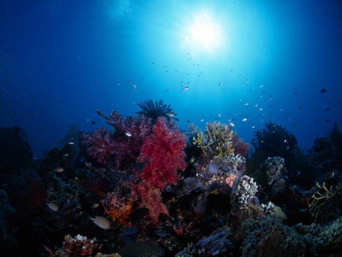 Вся красота подводного мира (100 фото)