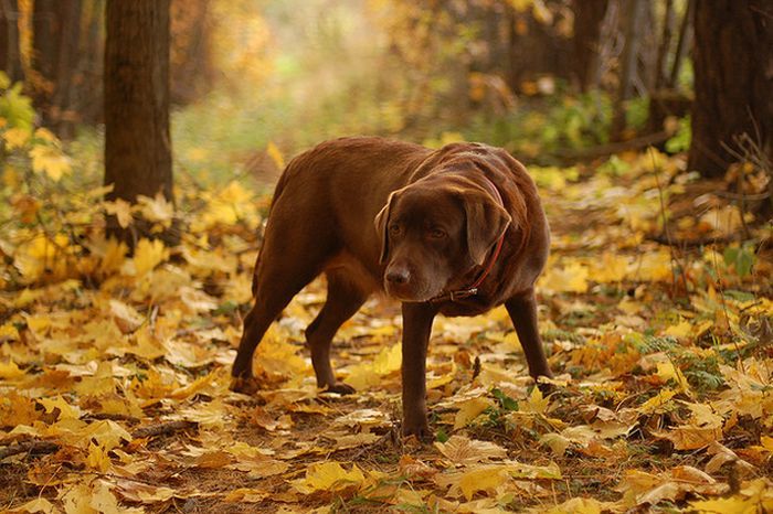 Собачки играются в листьях (41 фото)