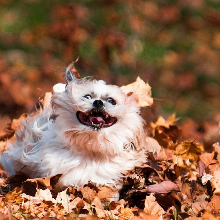 Собачки играются в листьях (41 фото)