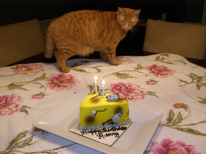 Праздничный торт на день рождения любимого кота (5 фото)