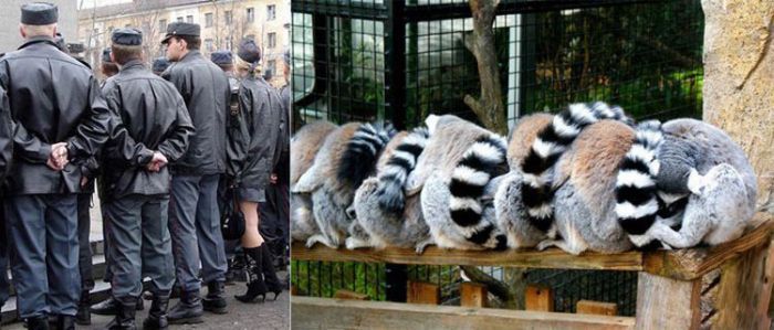 Сравниваем фотографии людей и животных (22 фото)