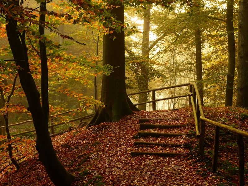 Осенние пейзажи Неллеке Питерс (19 фото)