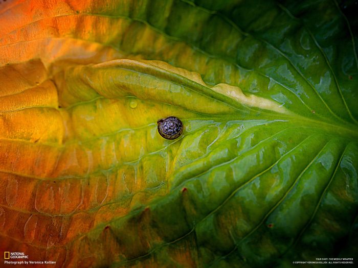 Лучшие фотографии от National Geographic за ноябрь 2012 (46 фото)