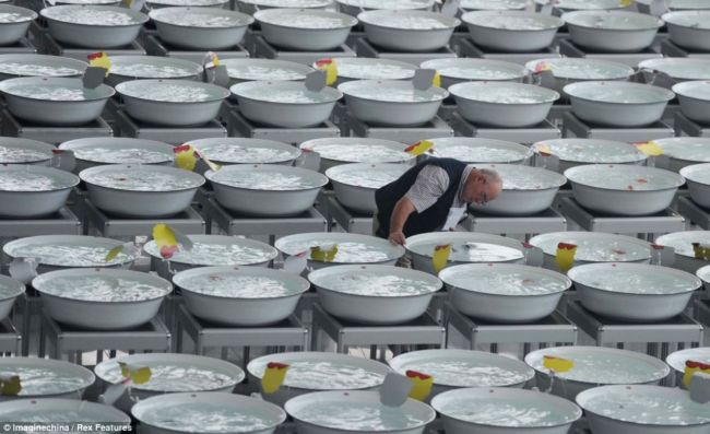 Чемпионат золотых рыбок в Китае (7 фото)