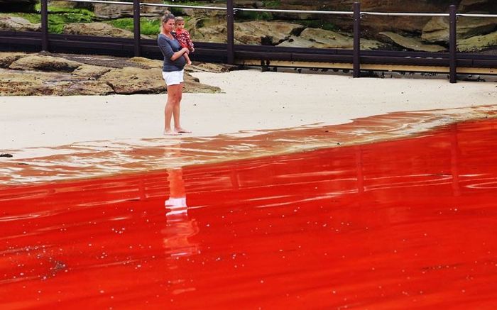 Кровавый океан в Австралии(10 фото)
