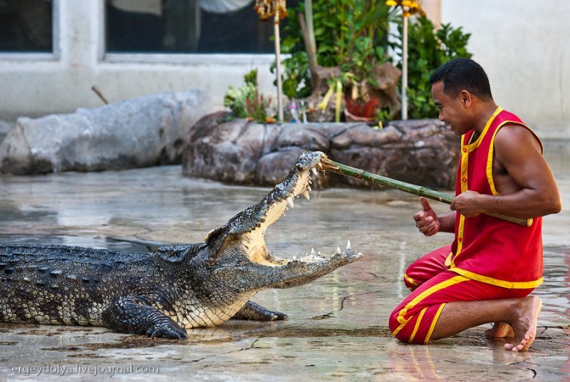 Крокодиловое шоу (21 фото)