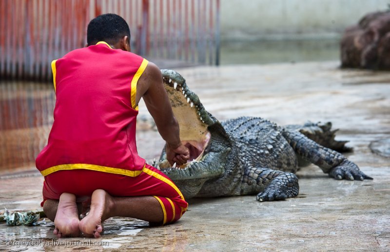 Крокодиловое шоу (21 фото)