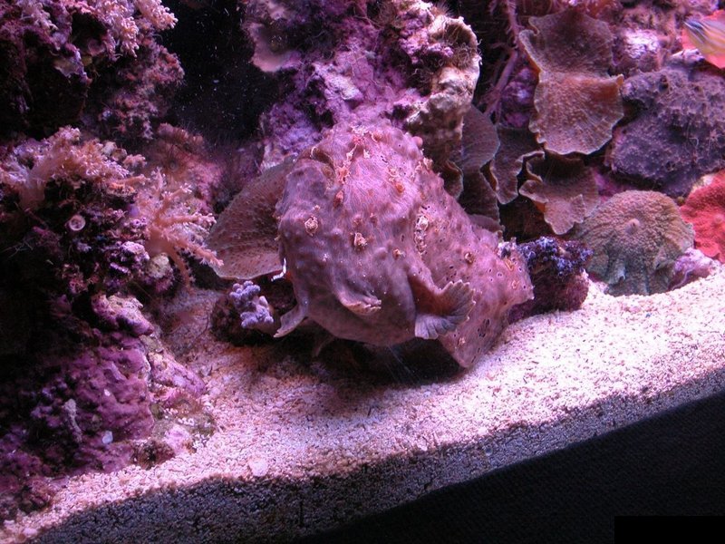 Рыба камень (7 фото)