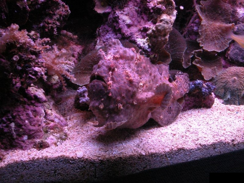 Рыба камень (7 фото)