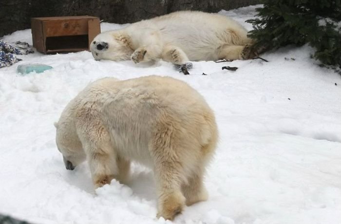 Как развлекают белых медведей в Сан-Франциско? (4 фото)