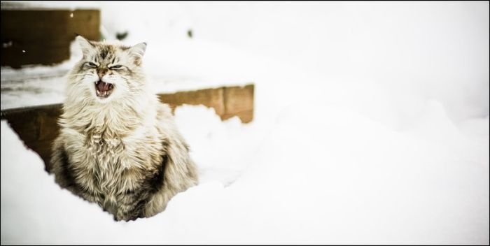 Кошки в снегу (21 фото)