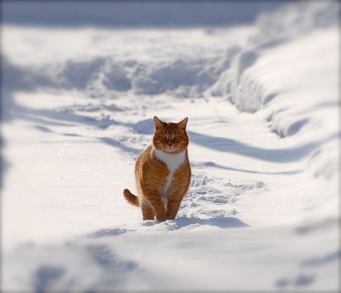 Кошки в снегу (21 фото)