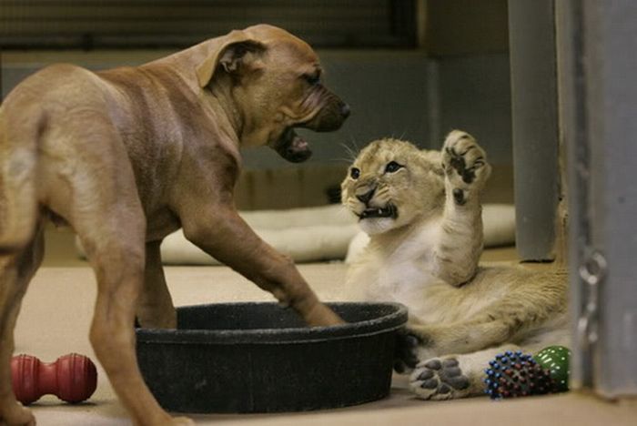 Львенок борется со щенком (11 фото)