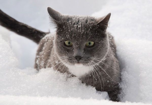 Зима и кошки (15 фото)