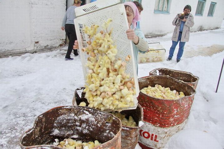 В России триста тысяч цыплят-бройлеров выбросили погибать на мороз (4 фото)
