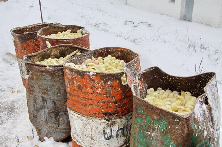 В России триста тысяч цыплят-бройлеров выбросили погибать на мороз (4 фото)