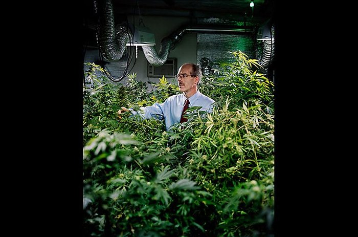 «Травяной бизнес» в штате Колорадо: взгляд изнутри (8 фото)