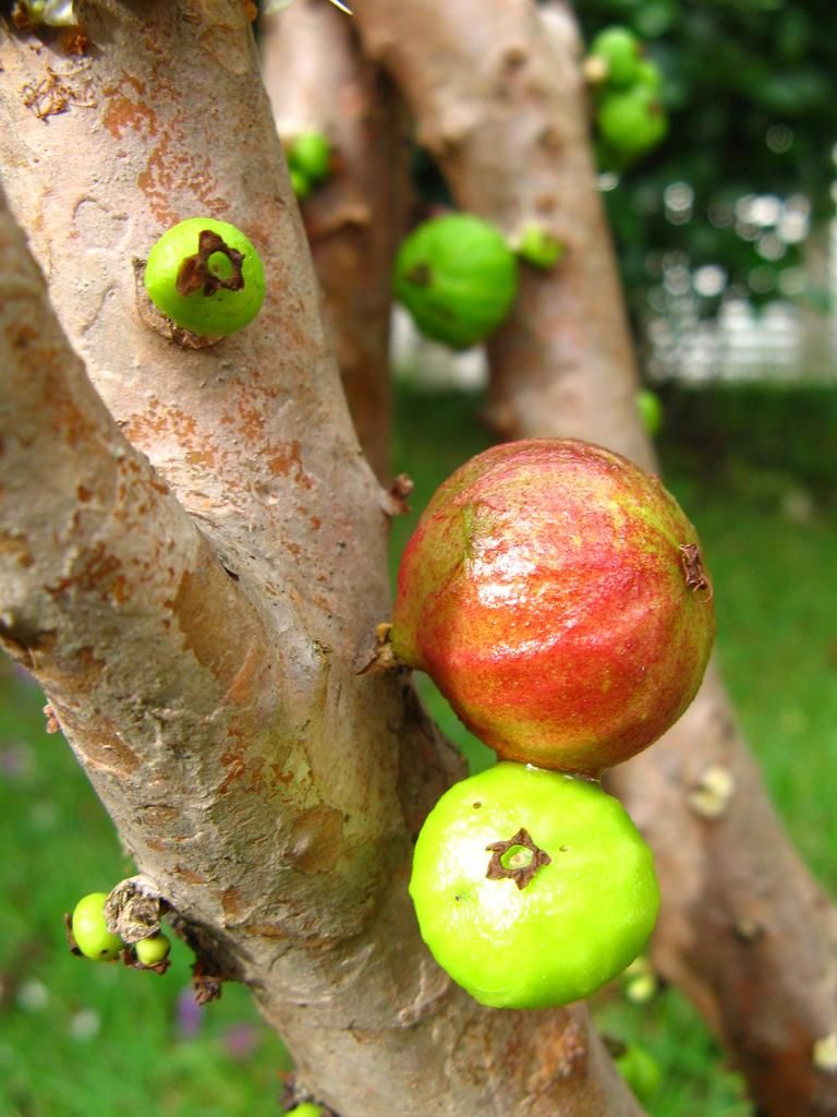 Джаботикаба – растение с плодами на стволе (15 фото)