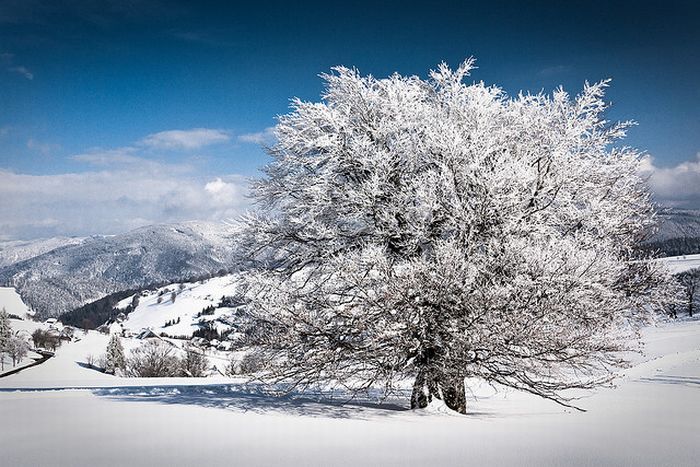 Зимние красоты (35 фото)