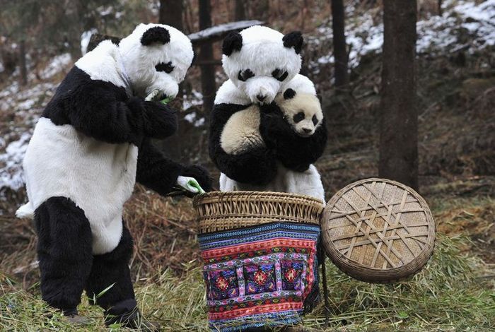 Панда вырастет, наденет костюм человека и будет нянчить его детей (5 фото)