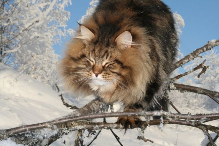 Потрясающий сибирский кот (15 фото)