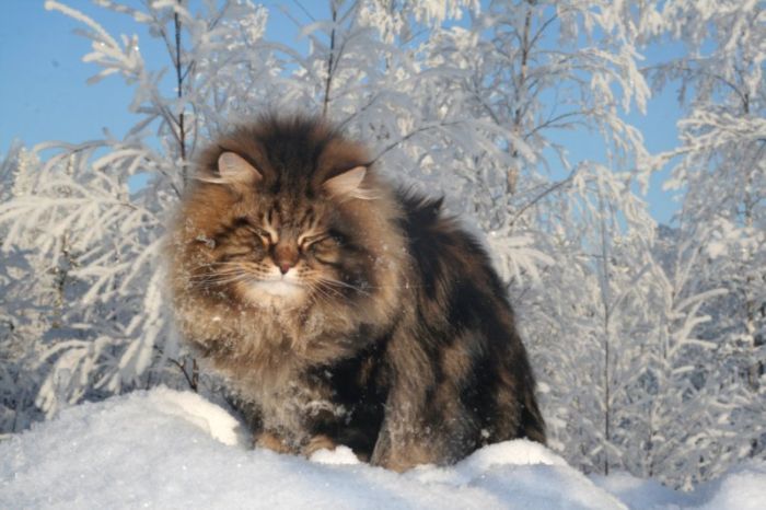 Потрясающий сибирский кот (15 фото)