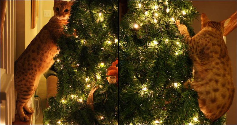 домашние питомцы, елка, кошки, новый год