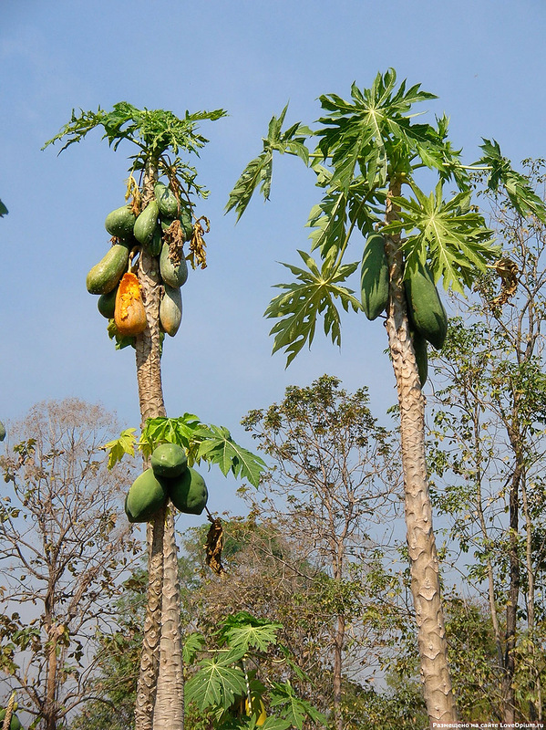 фрукты, ананас, кокос, апельсин, банан, арбуз, манго